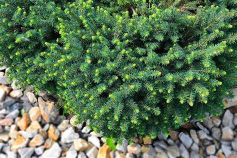 Hardy Dwarf Evergreen Buske